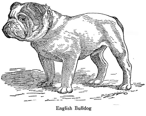 English Bulldog