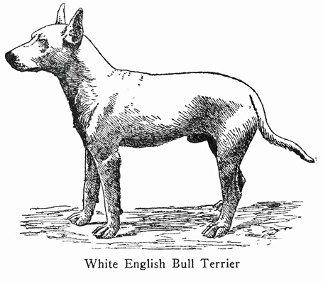 Bull Terrier