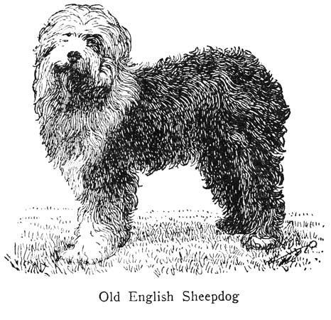 Old English Sheepdog