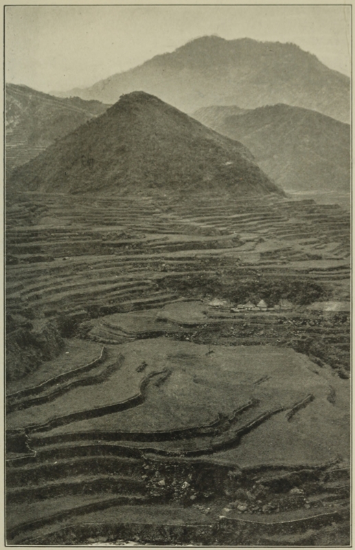 RICE TERRACES.