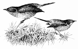 Types of Spanish Bird-Life  DARTFORD WARBLER (Sylvia undata)  Resident. Frequents deep furze-coverts, seldom seen (as we are constrained to represent it) in separate outline.