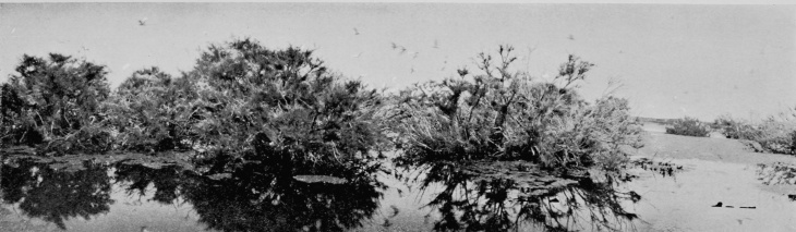 Egret-Heronry at Santolalla, Coto Doñana.  (THE FOREGROUND IS SAND.)  FROM PHOTOGRAPHS BY H. R. H. PHILIPPE, DUKE OF ORLEANS.