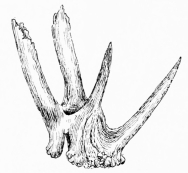 ABNORMAL CAST ANTLER  (Picked up in Doñana.)