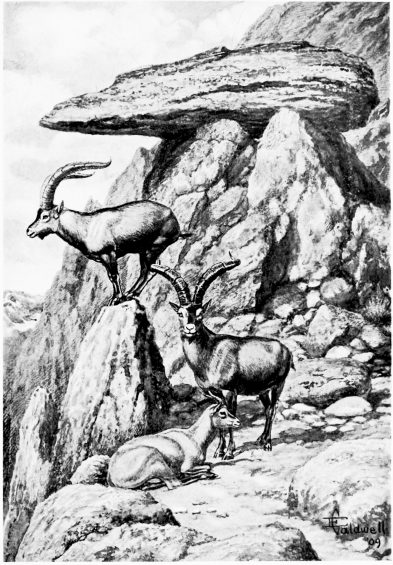 ON THE RISCO DEL FRAILE.  Spanish Ibex in Sierra de Grédos..