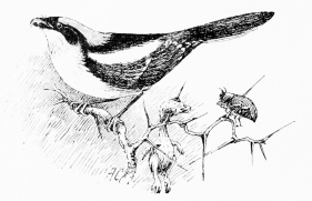 WOODCHAT SHRIKE AND ITS “SHAMBLES” (Sketched in La Mancha)