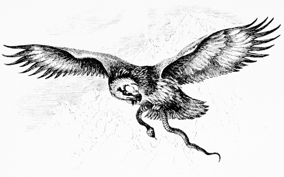 LAMMERGEYER  [Drawn from life in Sierra Bermeja, March 1891.