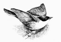 ORPHEAN WARBLER (Sylvia orphea)  Arrives end of April; hardly so brilliant a songster as its specific title would import.