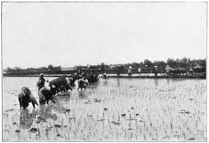 Planting Rice.