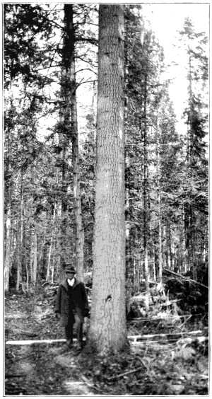 Western white pine