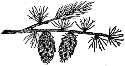 Western larch branch