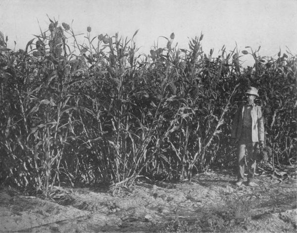 MILO MAIZE ON RECLAIMED DESERT LAND NEAR HEBER