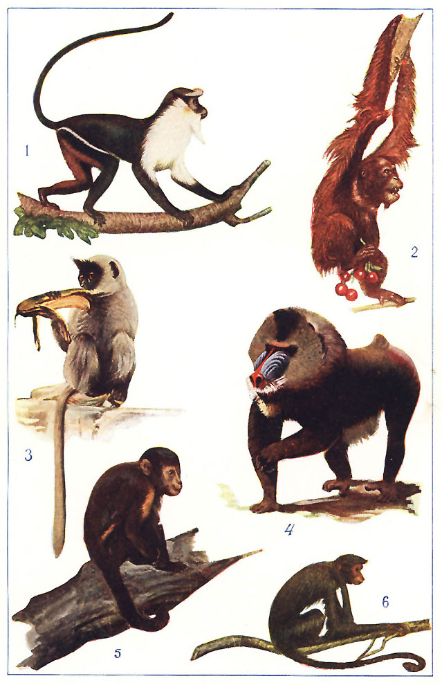 The Project Gutenberg eBook of The Animal World, by Theodore Wood.