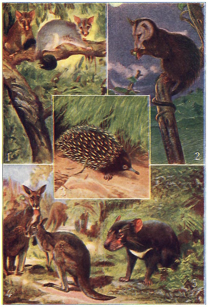 TYPES OF MARSUPIALS