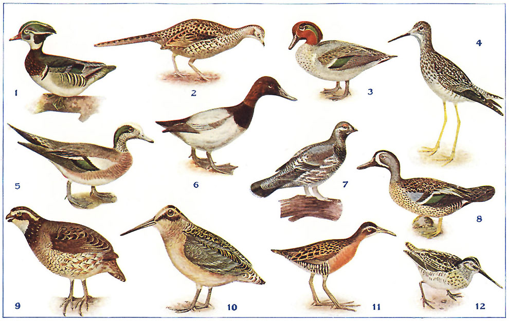 AMERICAN GAME BIRDS