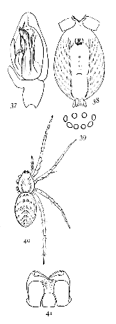 Figs. 37, 38, 39, 40, 41. Anyphæna incerta.—37, palpus of male. 38, under side of female as far forward as end of sternum. 39, eyes from in front. 40, female enlarged four times. 41, maxillæ, labium, and ends of mandibles.