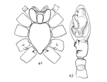 Figs. 42, 43. Anyphæna calcarata.—42, under side of cephalothorax of female. 43, palpus of male.