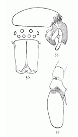 Figs. 55, 56, 57. Clubiona canadensis.—55, head of female, showing the swelled mandibles. 56, head and mandibles of male. 57, palpus of male.