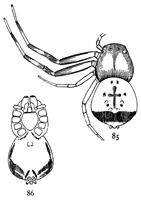 Figs. 85, 86. Synema parvula.—Enlarged eight times. 85, upper side. 86, under side.