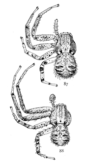 Figs. 87, 88. Xysticus stomachosus.—87, female. 88, male. Both enlarged four times.