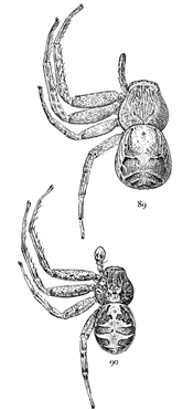 Figs. 89, 90. Xysticus limbatus.—89, female. 90, male. Both enlarged four times.