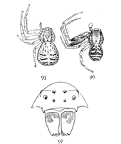 Figs. 95, 96, 97. Xysticus triguttatus.—95, female. 96, male. Both enlarged four times. 97, front of head much enlarged to show eyes and mandibles.