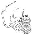 Fig. 111. Ebo latithorax, enlarged twelve times.