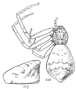 Figs. 112, 113. Tmarus caudatus.—112, female enlarged six times. 113, left side of the abdomen.