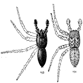 Figs. 153, 154. Mævia vittata.—Males enlarged six times. 153, dark variety with long hairs on front of head. 154, light variety colored like the female.