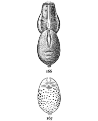 Figs. 166, 167. Lycosa nidicola.—166, female enlarged twice. 167, under side of abdomen.