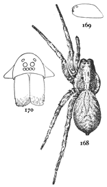 Figs. 168, 169, 170. Lycosa pratensis.—168, female enlarged three times. 169, side of cephalothorax. 170, front of head and mandibles.