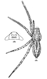 Figs. 181, 182. Lycosa communis.—181, female enlarged three times. 182, front of head showing eyes.