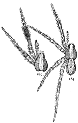 Figs. 184, 185. Lycosa ocreata.—184, female enlarged eight times. 185, cephalothorax and front legs of male.