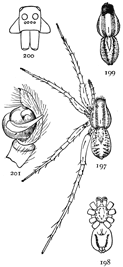 Figs. 197, 198, 199, 200, 201. Pardosa pallida.—197, female enlarged four times. 198, under side of female. 199, back of male. 200, front of head. 201, end of palpus of male.