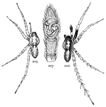 Figs. 205, 206, 207. Pardosa albopatella.—205, female. 206, male. Both enlarged four times. 207, end of palpus of male.