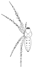 Fig. 220. Oxyopes viridans.—Young female enlarged four times.