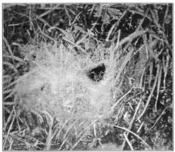 Fig. 222. Web of Agalena nævia in short grass on the side of a hill, seen from the side. The spider stands in its usual place at the mouth of its tube. Half the real size.