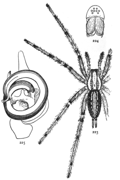 Figs. 223, 224. Agalena nævia.—223, female enlarged twice. 224, front of head.