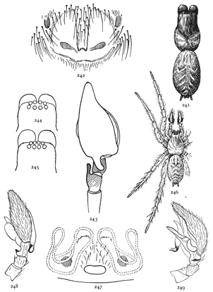 Figs. 241, 242, 243, 244, 245, 246, 247, 248, 249. Tegenaria longitarsus.—241, back of female. 242, epigynum. 243, palpus of male seen from above. 244, head of Tegenaria medicinalis. 245, head of Tegenaria longitarsus. Tegenaria complicata.—246, female enlarged four times. 247, epigynum. 248, 249, male palpus.