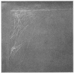 Fig. 255. Web of Theridium tepidariorum in a dark corner. Half the real size.