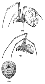 Figs. 258, 259, 260. Theridium tepidariorum.