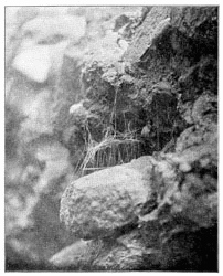 Fig. 276. Web of Steatoda borealis on the face of a conglomerate rock in the cavity from which a pebble has dropped out. Half the real size.