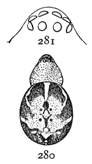 Figs. 280, 281. Steatoda guttata.
