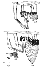 Figs. 297, 298, 299. Argyrodes nephilæ.
