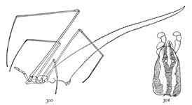 Figs. 300, 301. Argyrodes fictilium.—300, female enlarged eight times. 301, top of the cephalothorax.