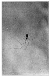 Fig. 305. Pholcus phalangioides.—A young female in a natural position hanging in its web.