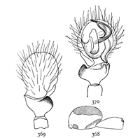 Figs. 368, 369, 370. Ceratinella lætabilis.—368, outline of side of female enlarged sixteen times. 369, 370, end of male palpus.