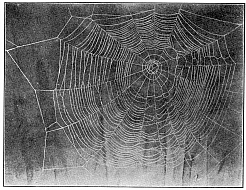 Fig. 379. Web of Epeira strix covered with dew hanging between the rails of a fence. One-third the real size.