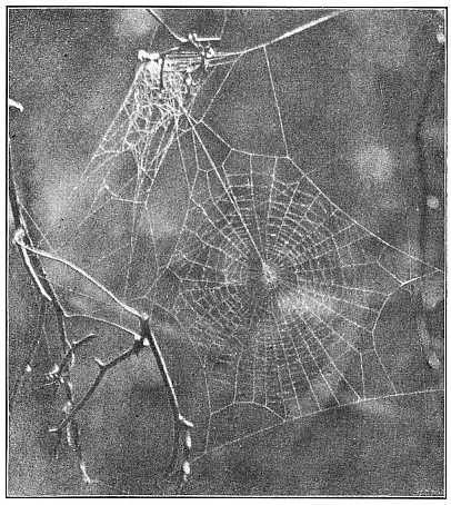 Fig. 400. Web of young Epeira insularis, showing the nest above and the straight thread leading from the nest to the center of the web. Half the real size.