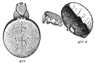 Figs. 401, 401a. Epeira thaddeus, enlarged four times.