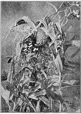 Fig. 402. Epeira trifolium in its nest in a plant of golden-rod. Natural size.